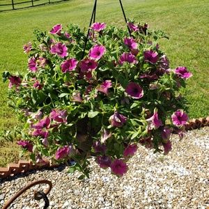 Meet your Posher, Tracey